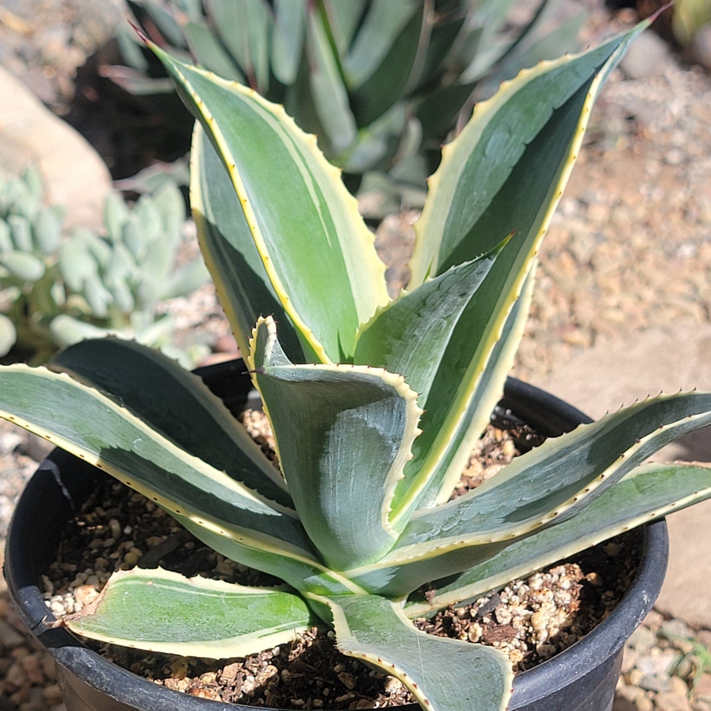 DesertScapeSucculent Agave 6"/1 Gal Assorted Agave Celsii 'Multicolor'