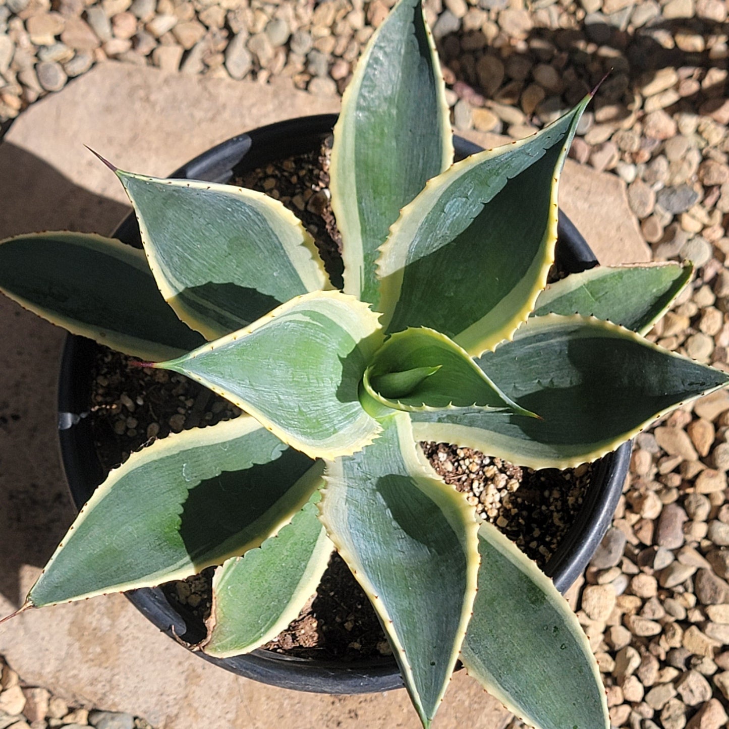 DesertScapeSucculent Agave Agave Celsii 'Multicolor'