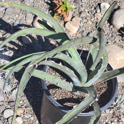 Agave difformis