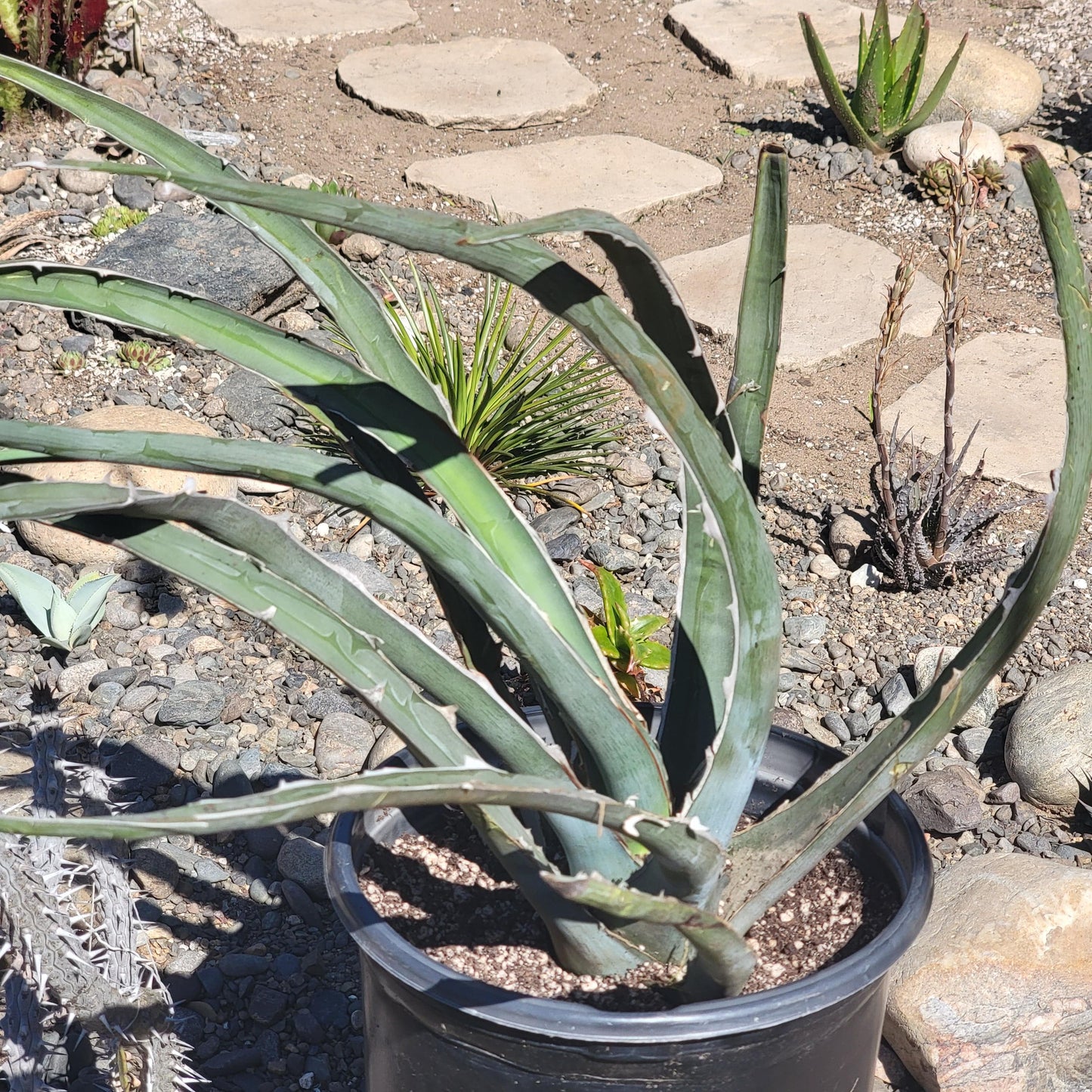 Agave difformis