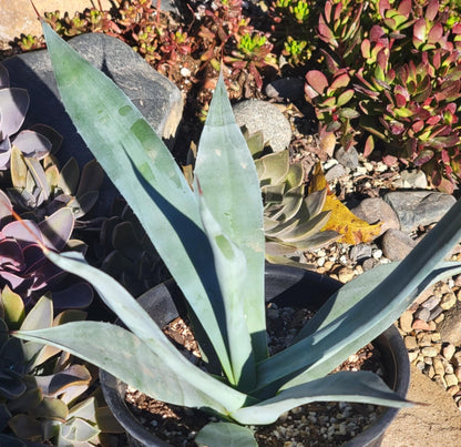 DesertScapeSucculent Agave 1 gal Assorted Agave franzosinii 'Majestic Agave'