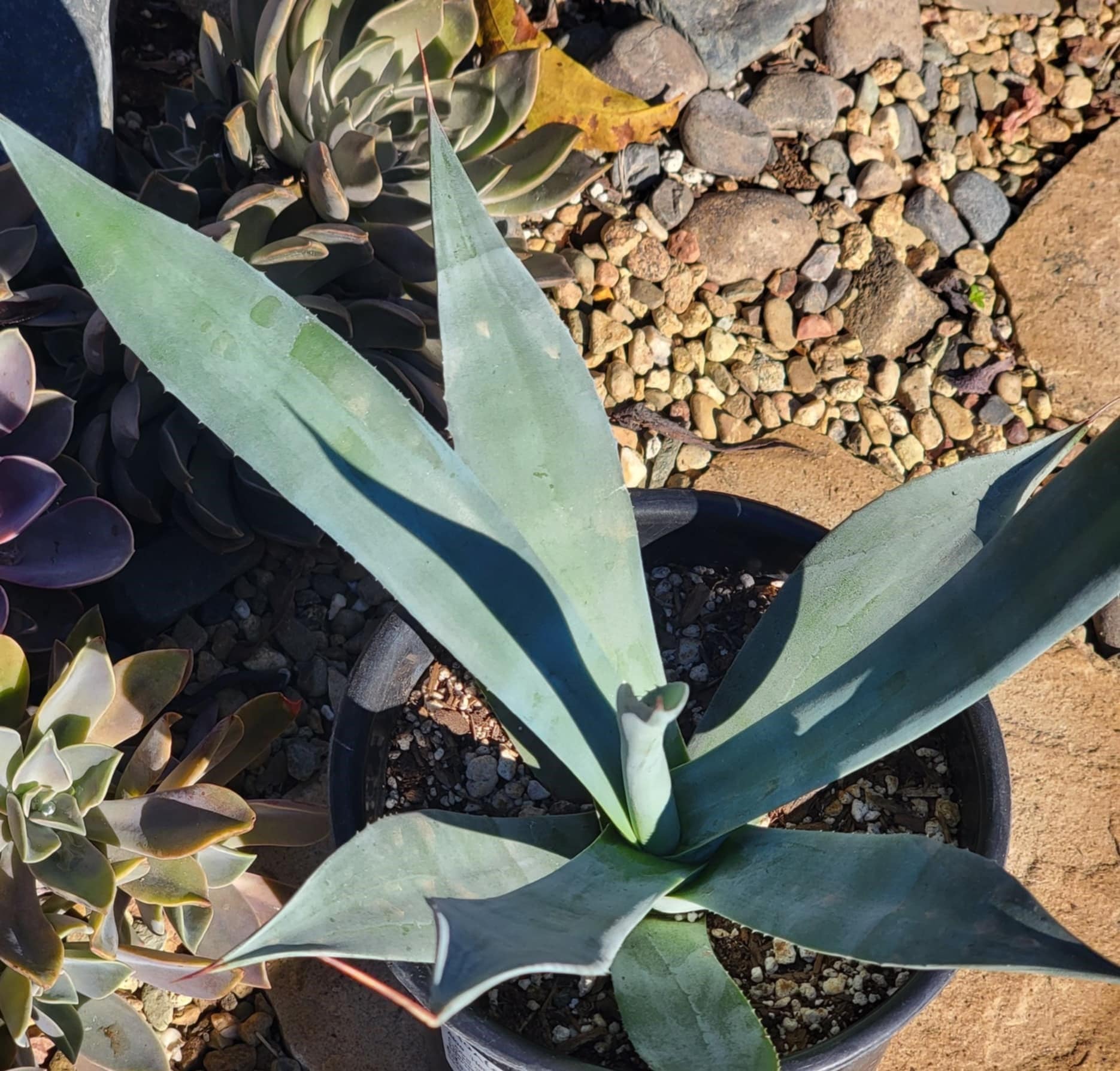 DesertScapeSucculent Agave 1 gal Assorted Agave franzosinii 'Majestic Agave'