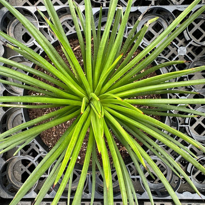 DesertScapeSucculent Agave Agave Geminiflora