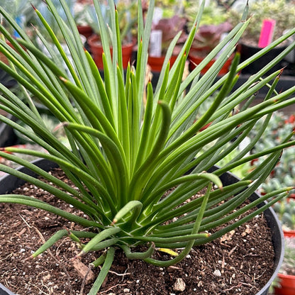 DesertScapeSucculent Agave 8" Assorted Agave Geminiflora