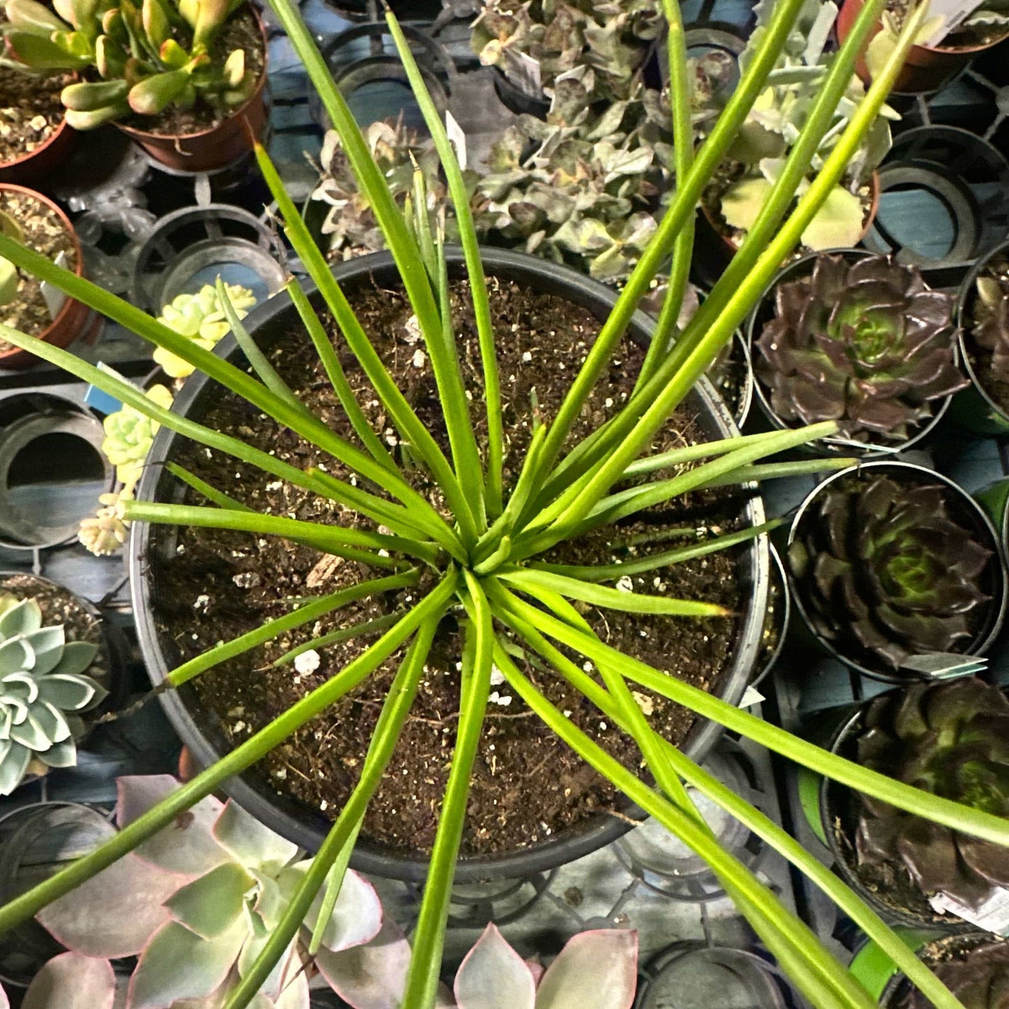 DesertScapeSucculent Agave Agave Geminiflora