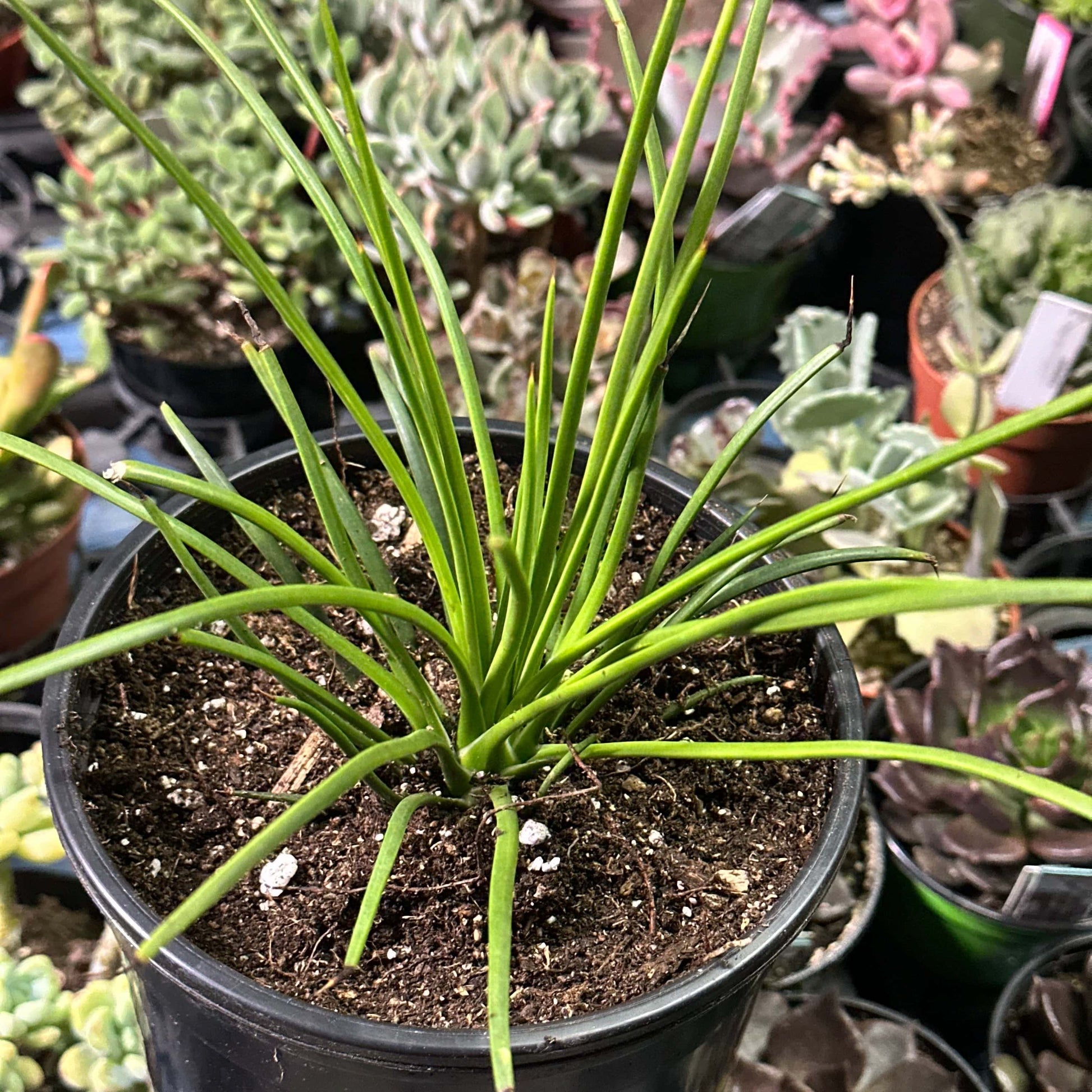 Agave Geminiflora - 6 Inch Assorted - Agave - DesertScapeSucculent