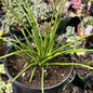 Agave Geminiflora - 6 Inch Assorted - Agave - DesertScapeSucculent