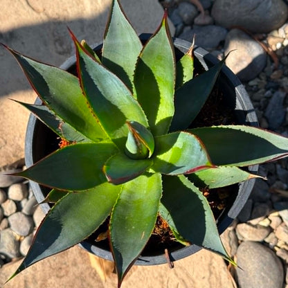 DesertScapeSucculent Agave 1 gallon Agave 'Green Glow'