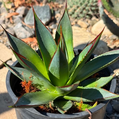 DesertScapeSucculent Agave 1 gallon Agave 'Green Glow'