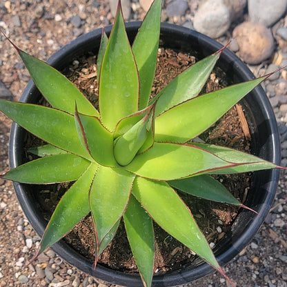 Agave "Green Glow'