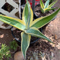 DesertScapeSucculent Agave 1 Gallon Agave guiengola  'Creme Brulee'