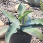 Agave gypsophila gentry 'Blue Wave Agave' - 2 Gal Assorted - Agave - DesertScapeSucculent