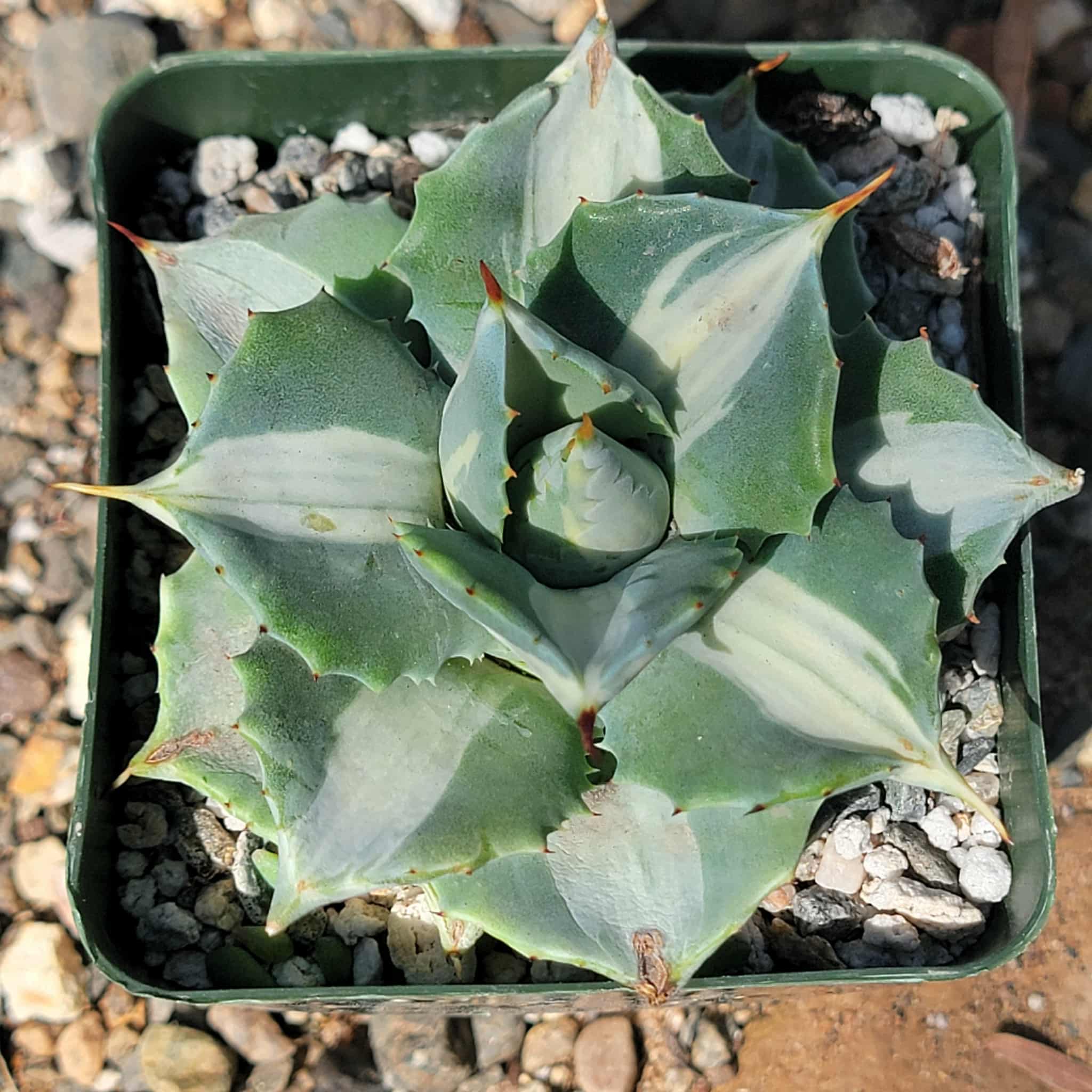 Agave Isthmensis 'Dwarf Butterfly' Var. – DesertScapeSucculent