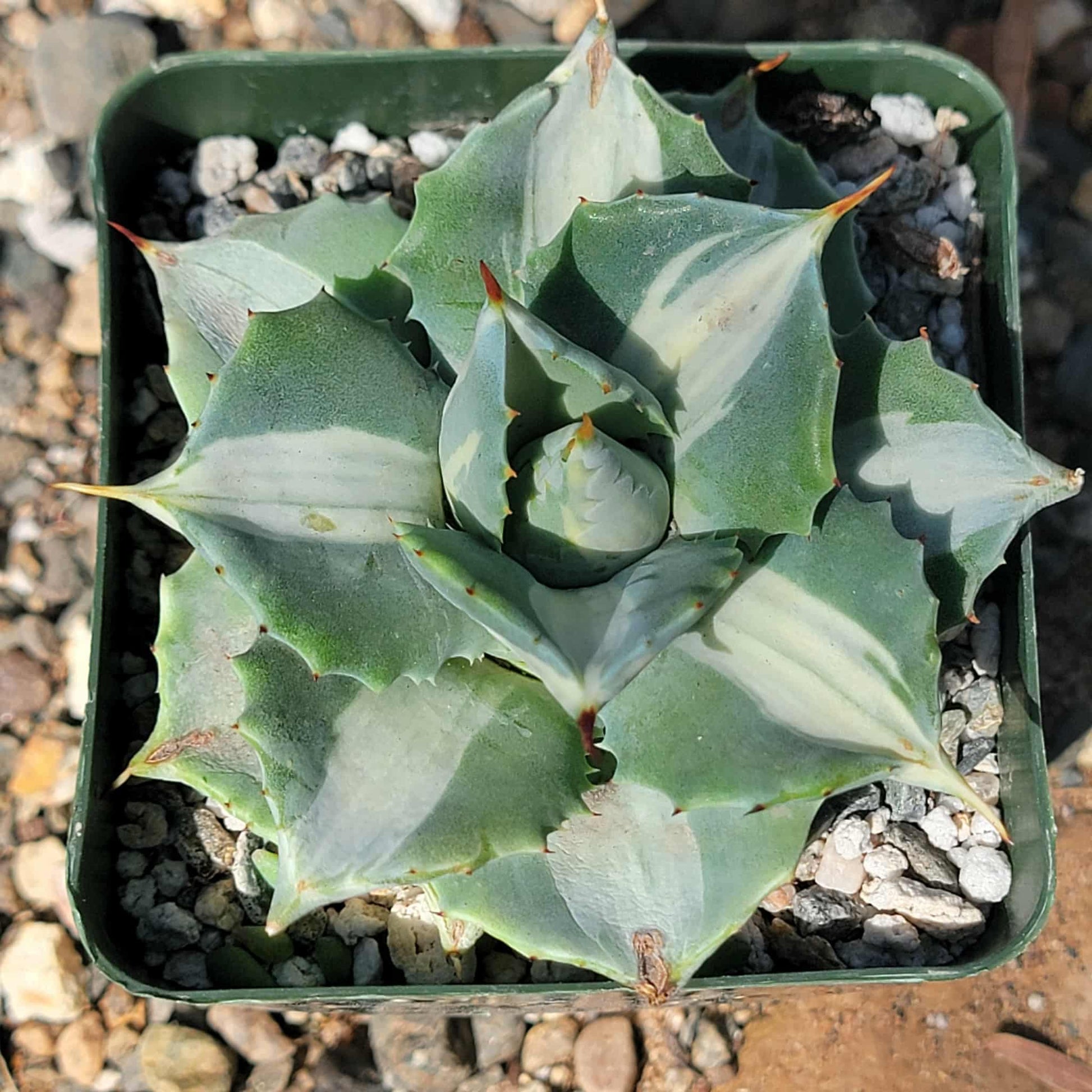 Agave Isthmensis 'Dwarf Butterfly' Var. - 4 Inch Variegated - Agave - DesertScapeSucculent