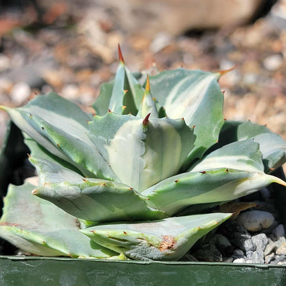 Agave Isthmensis 'Dwarf Butterfly' Var. - 4 Inch Variegated - Agave - DesertScapeSucculent
