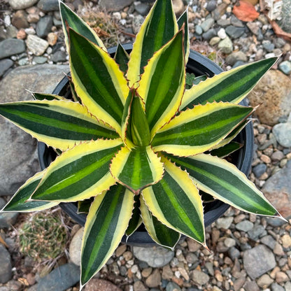 DesertScapeSucculent Agave 1 gallon Agave lophantha 'Quadricolor'