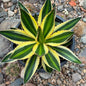 DesertScapeSucculent Agave 1 gallon Agave lophantha 'Quadricolor'