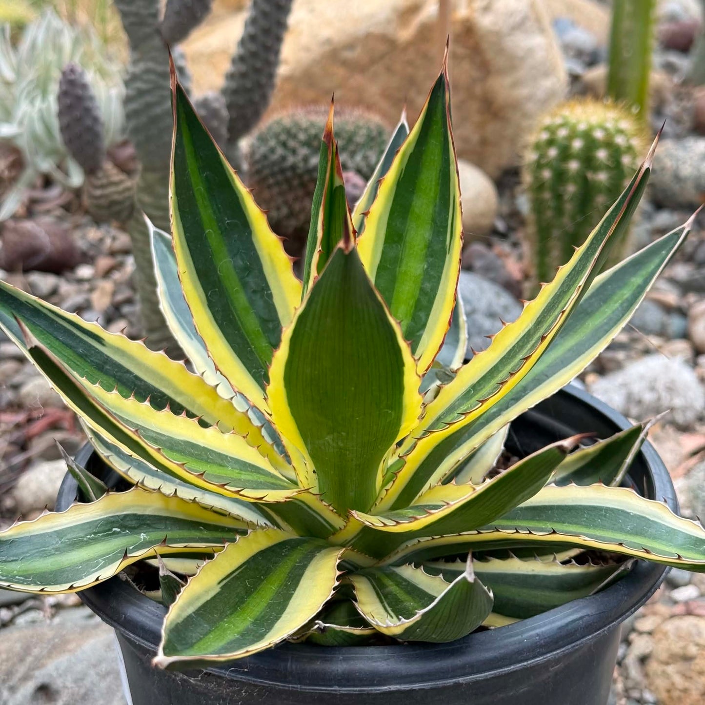 DesertScapeSucculent Agave Agave lophantha 'Quadricolor'