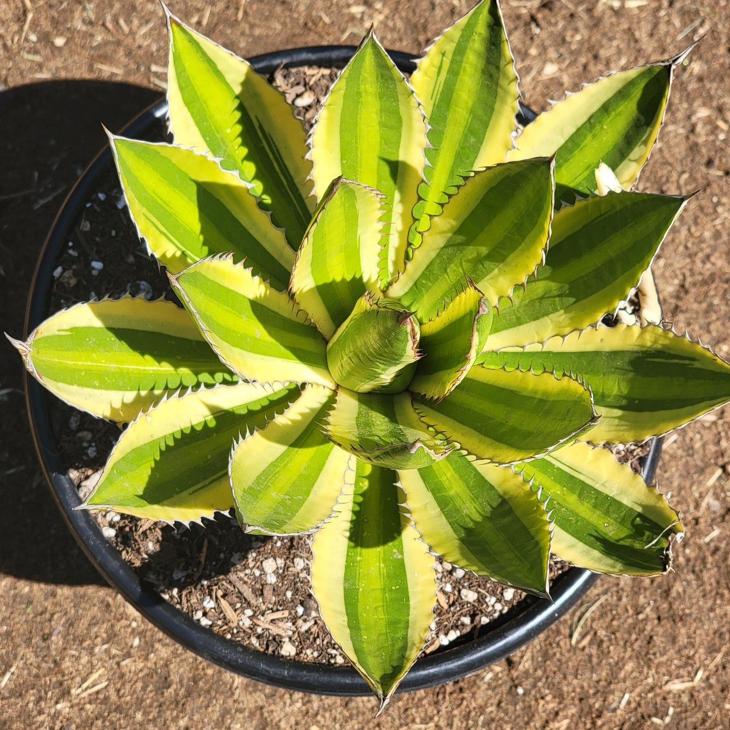 Agave lophantha 'Quadricolor'