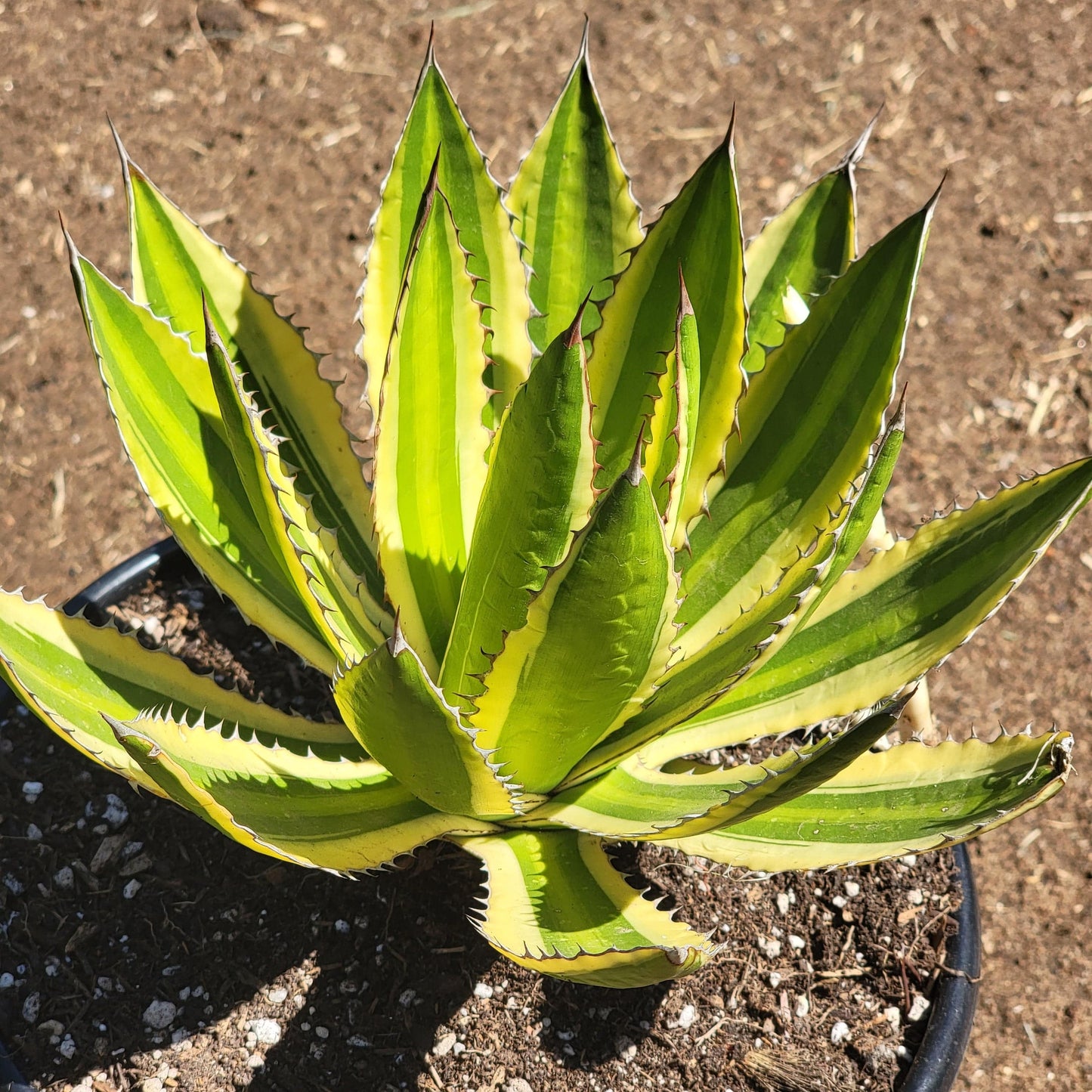 Agave lophantha 'Quadricolor'