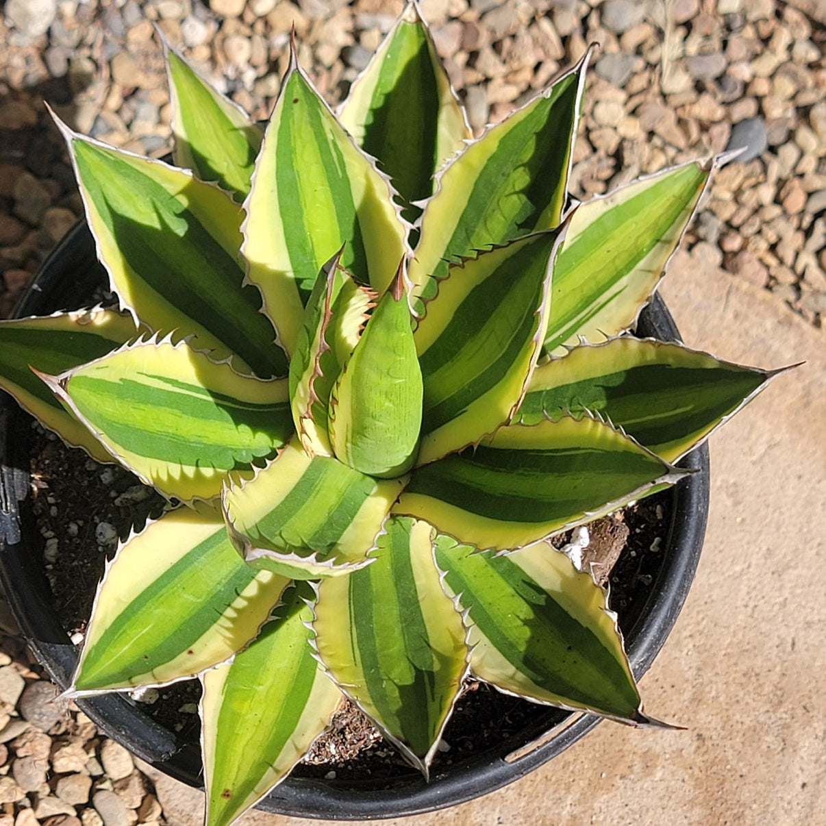 agave-lophantha-quadricolor-desertscapesucculent