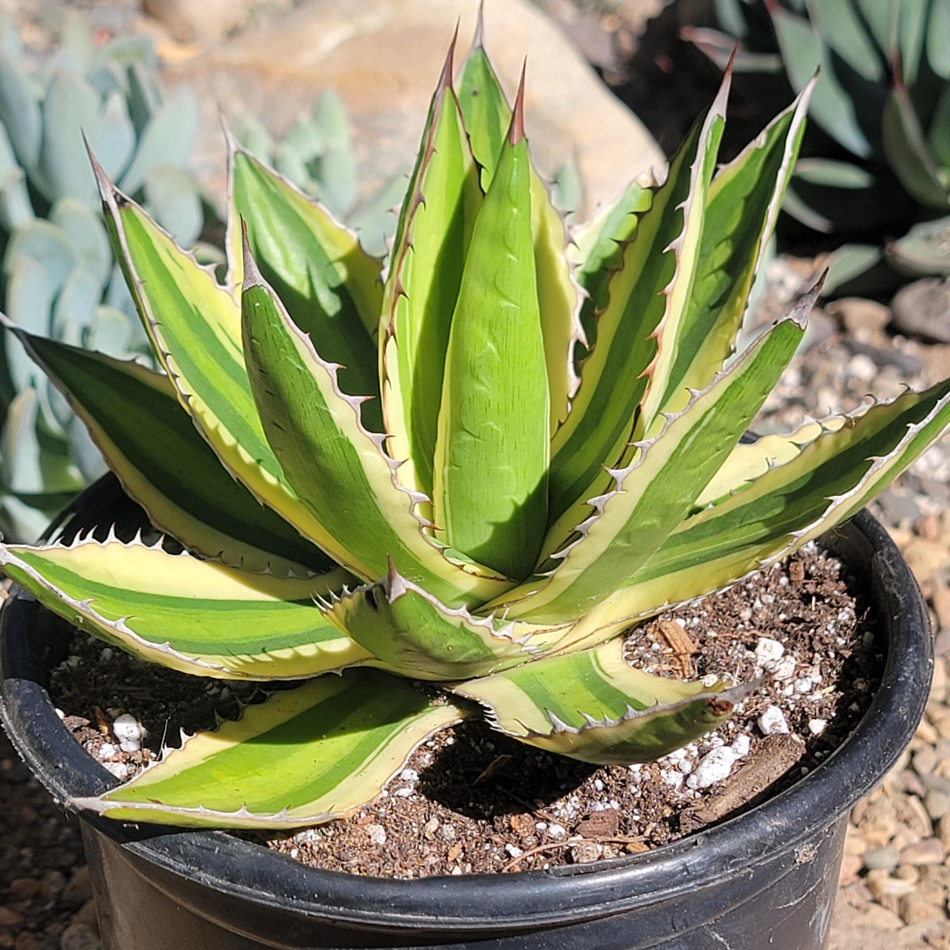 Agave lophantha 'Quadricolor' – DesertScapeSucculent