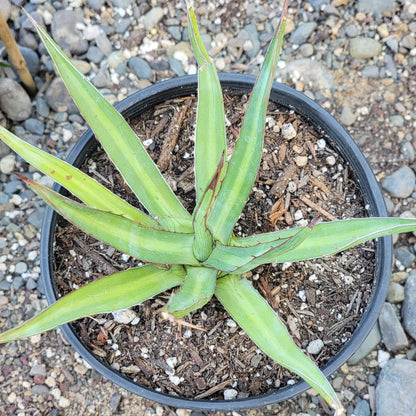 Agave Lophantha 'Schiede'