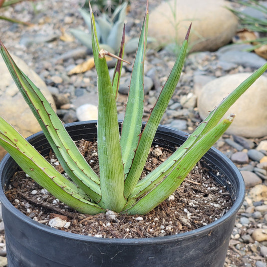 DesertScapeSucculent Agave Agave Lophantha 'Schiede'