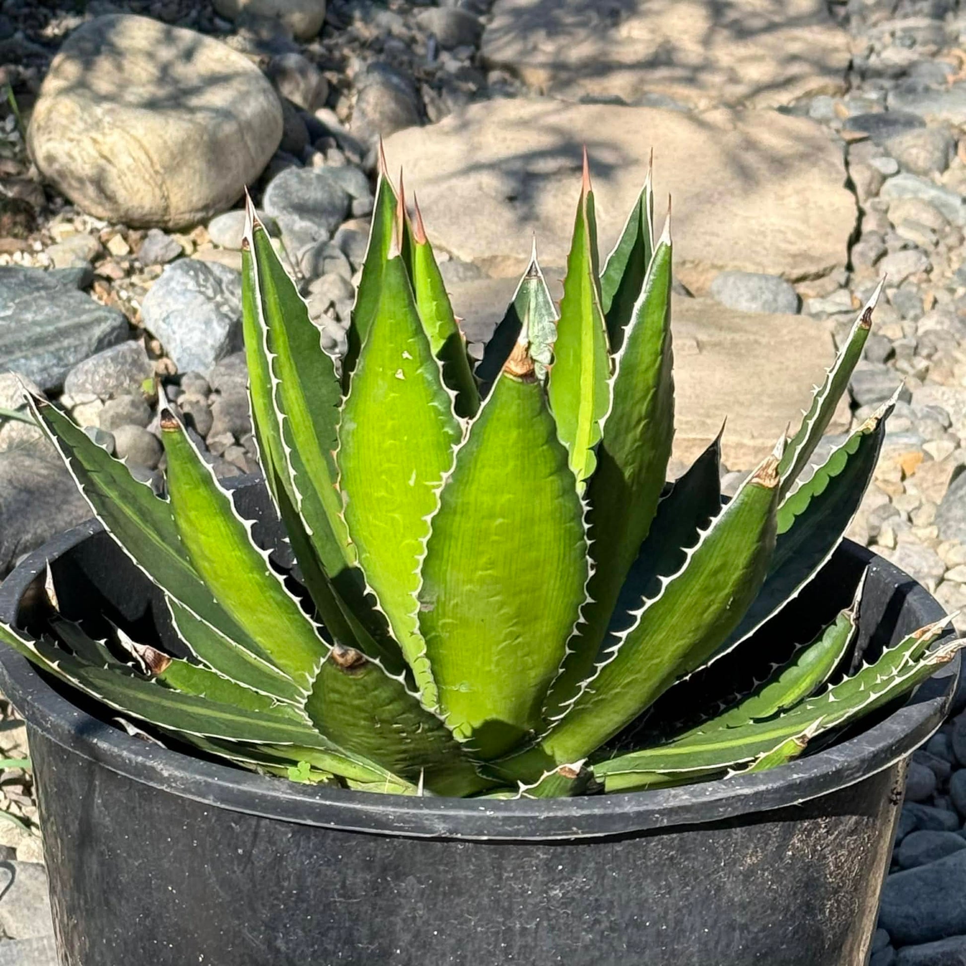 Agave Lophantha 'Splendida'  DesertScapeSucculent