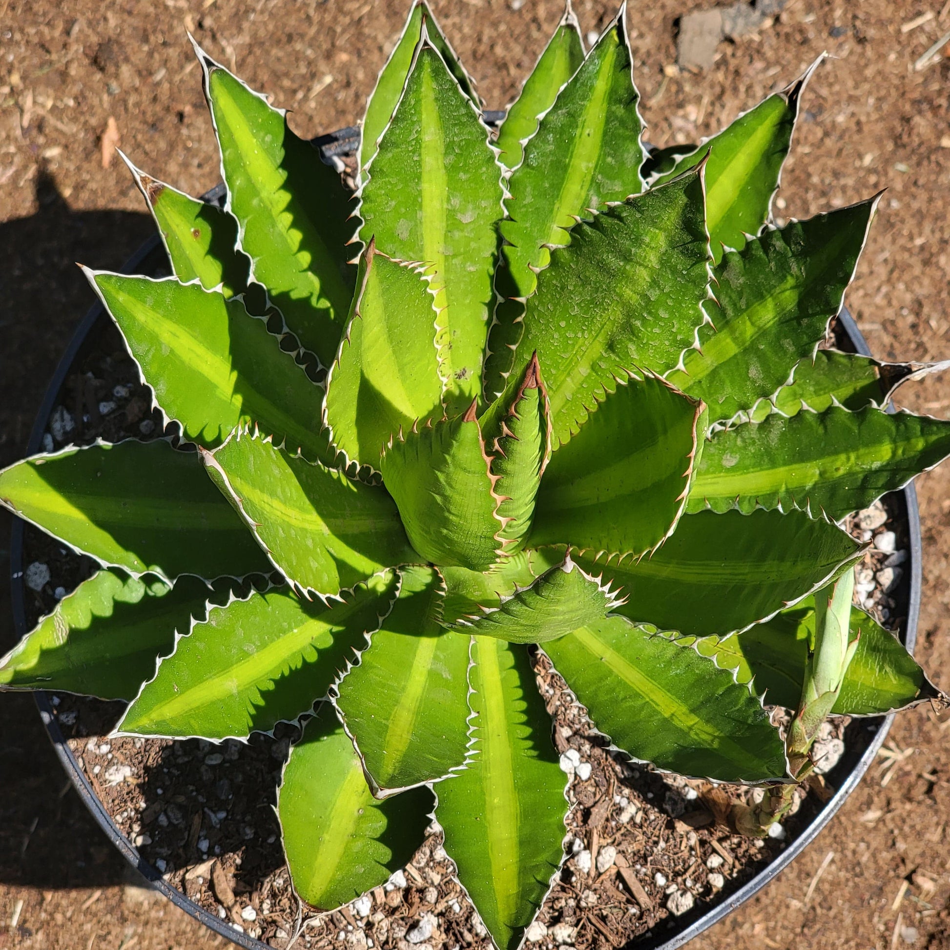Agave Lophantha 'Splendida' - 5 gal Assorted - Agave - DesertScapeSucculent