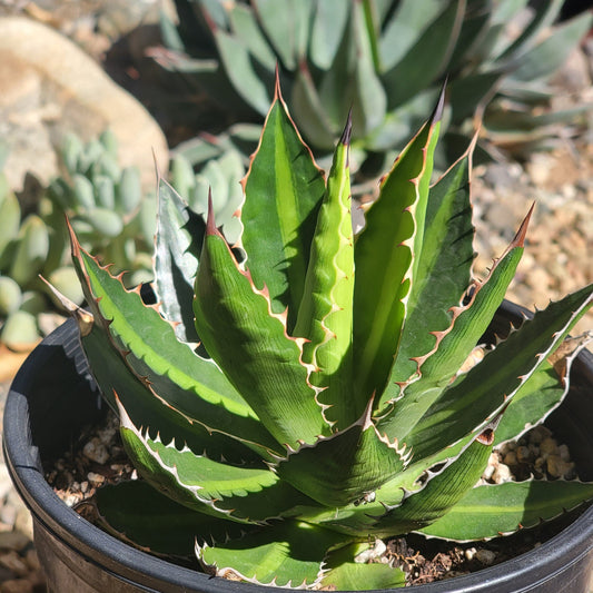 DesertScapeSucculent Agave 6"/1 gal Assorted Agave Lophantha 'Splendida'