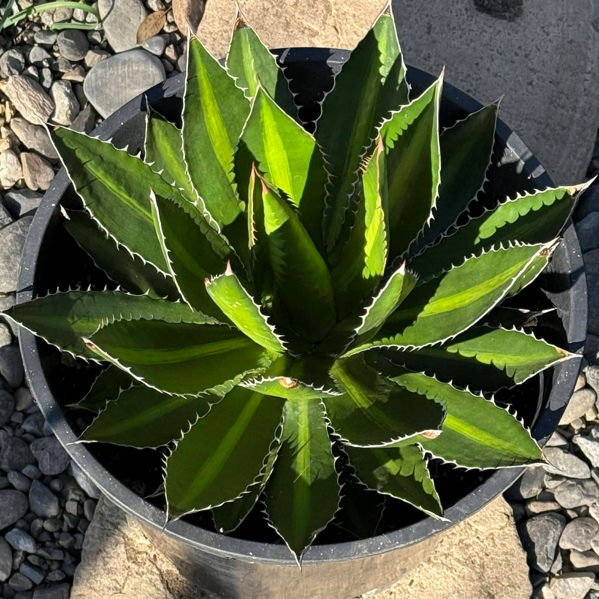 Agave Lophantha 'Splendida' – DesertScapeSucculent
