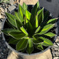 DesertScapeSucculent Agave 5 gallon Agave Lophantha 'Splendida'