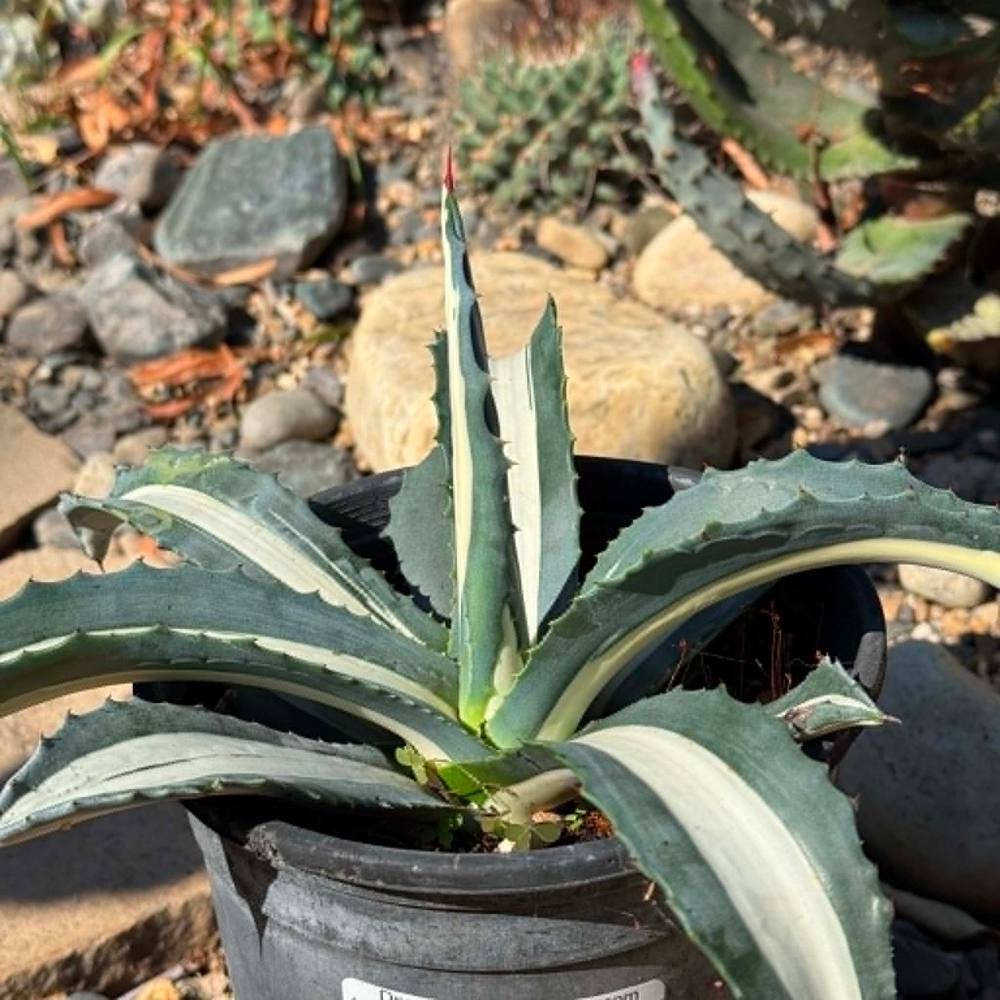 DesertScapeSucculent Agave 1 gallon Agave medio-picta 'Alba'
