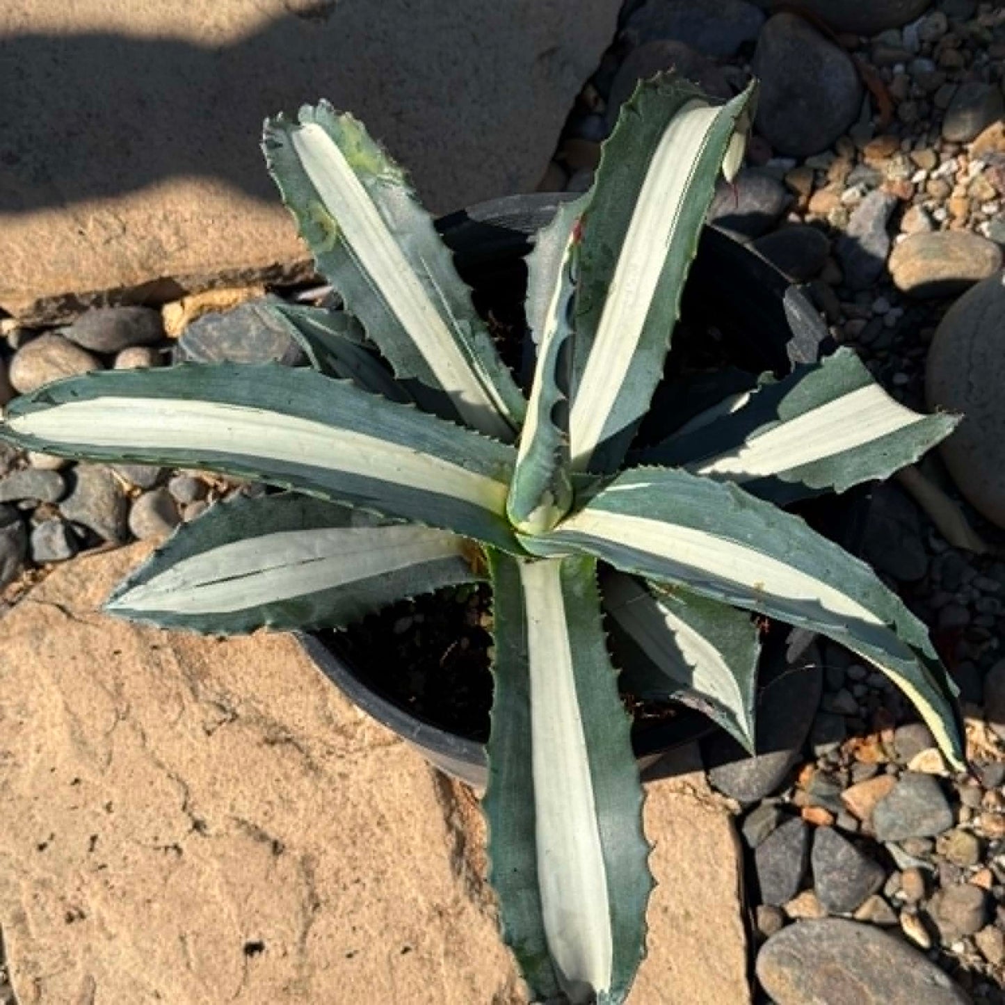 DesertScapeSucculent Agave Agave medio-picta 'Alba'