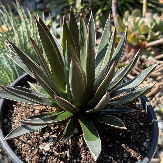 DesertScapeSucculent Agave 1 Gallon Agave ocahui