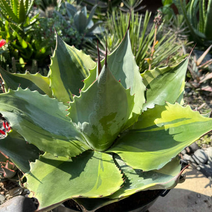 DesertScapeSucculent Agave 5 Gallon Agave ovatifolia 'Orca' Variegated