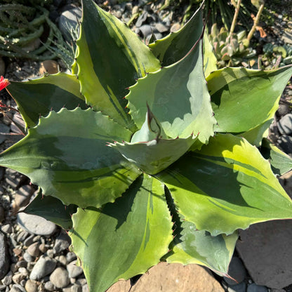 DesertScapeSucculent Agave 5 Gallon Agave ovatifolia 'Orca' Variegated