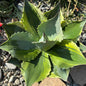 DesertScapeSucculent Agave 5 Gallon Agave ovatifolia 'Orca' Variegated