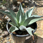 Agave ovatifolia 'Whale's Tongue' - 1 GAL Assorted - Agave - DesertScapeSucculent