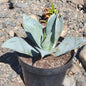 Agave parryi - 2 gal Assorted - Agave - DesertScapeSucculent