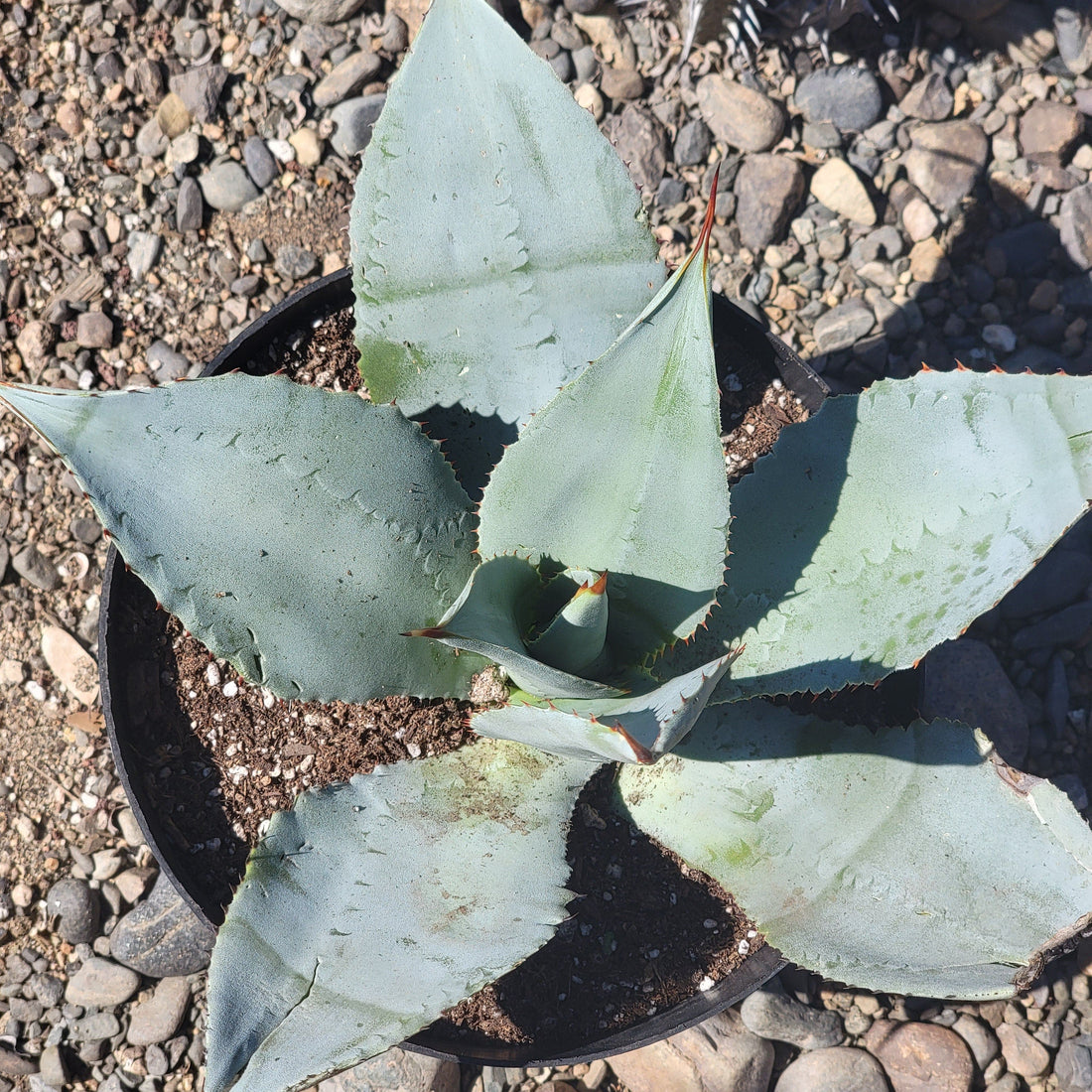 Agave parryi – DesertScapeSucculent