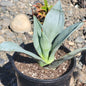 Agave parryi - 1 gal Assorted - Agave - DesertScapeSucculent