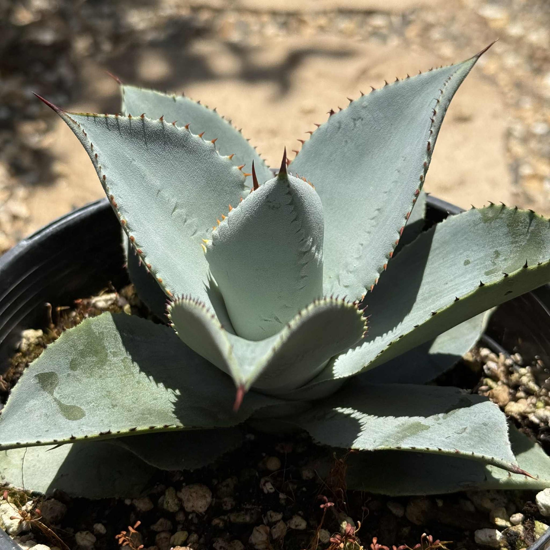Agave parryi truncata 'Artichoke Agave' – DesertScapeSucculent