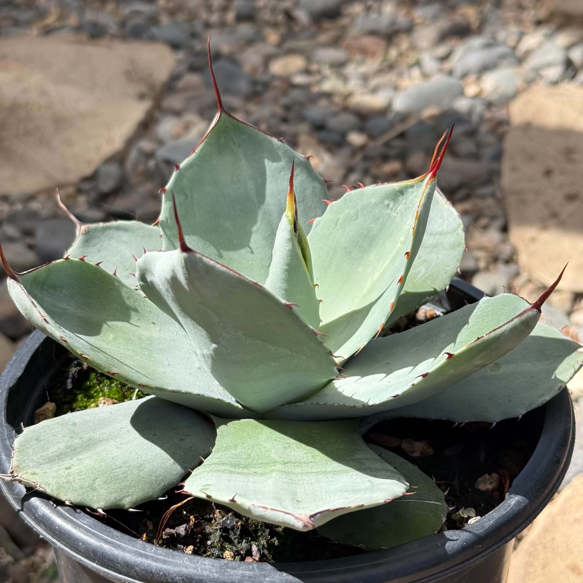 Agave parryi truncata 'Artichoke Agave' – DesertScapeSucculent