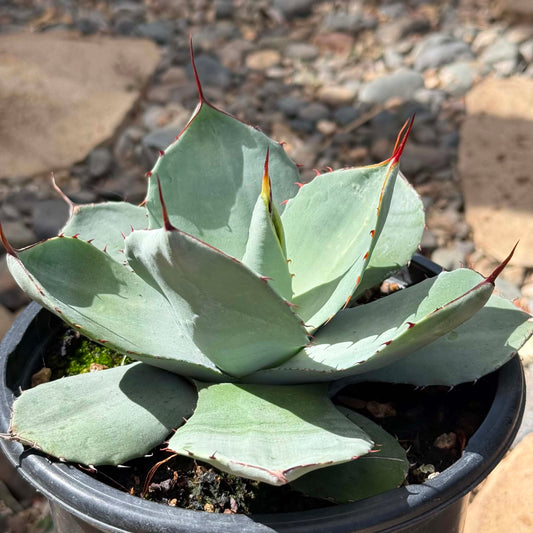 DesertScapeSucculent Agave 1 gal Assorted Agave parryi truncata 'Artichoke Agave'
