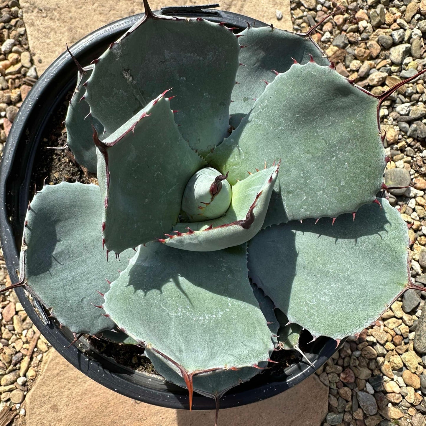 DesertScapeSucculent Agave Agave parryi truncata 'Artichoke Agave'