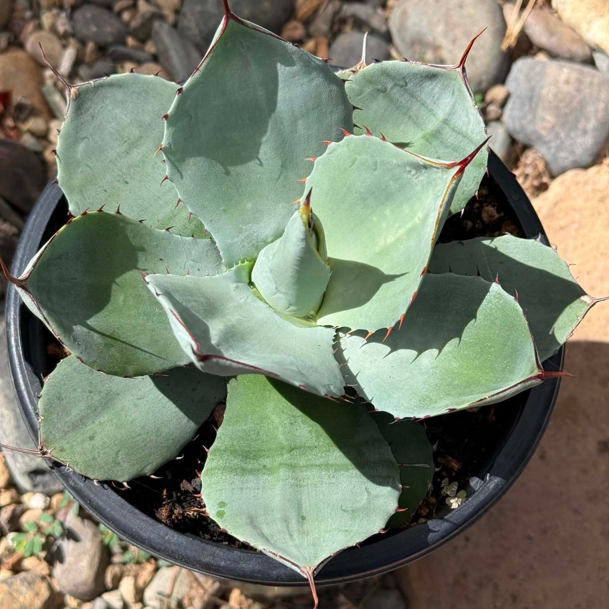 DesertScapeSucculent Agave Agave parryi truncata 'Artichoke Agave'