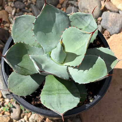DesertScapeSucculent Agave Agave parryi truncata 'Artichoke Agave'