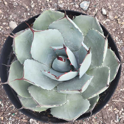 Agave parryi truncata 'Artichoke Agave'